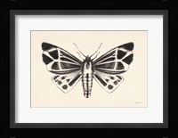 Moth III Framed Print