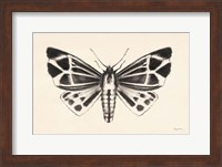 Moth III Fine Art Print