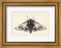 Moth II Fine Art Print