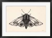 Moth II Fine Art Print