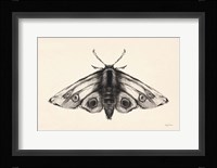 Moth II Framed Print