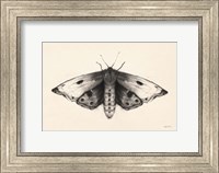 Moth I Fine Art Print