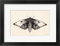 Moth I Fine Art Print