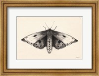 Moth I Fine Art Print