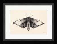Moth I Framed Print
