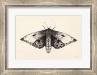 Moth I Fine Art Print