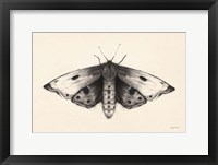 Moth I Fine Art Print