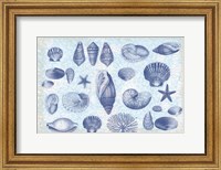 Casual Coastal Shells Fine Art Print