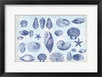 Casual Coastal Shells Fine Art Print