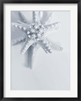 Starfish Fine Art Print