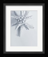 Starfish Fine Art Print