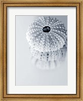 Urchins Fine Art Print