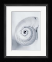 Moon Snail Fine Art Print