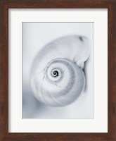 Moon Snail Fine Art Print