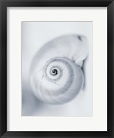 Moon Snail Fine Art Print