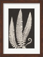 Vintage Ferns Fine Art Print