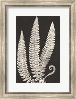 Vintage Ferns Fine Art Print