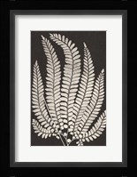 Vintage Ferns II Fine Art Print