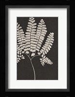 Vintage Ferns IV Fine Art Print
