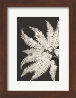 Vintage Ferns V Fine Art Print