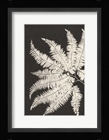 Vintage Ferns V Fine Art Print