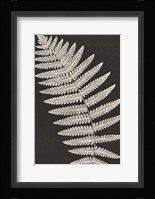 Vintage Ferns VI Fine Art Print