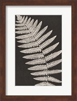 Vintage Ferns VI Fine Art Print