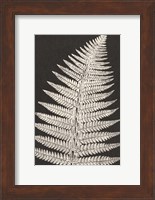 Vintage Ferns VII Fine Art Print