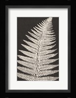 Vintage Ferns VII Fine Art Print