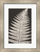 Vintage Ferns VII Fine Art Print