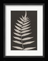 Vintage Ferns VIII Fine Art Print