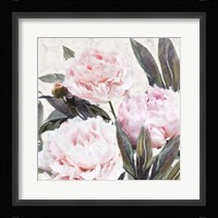 Bountiful Peonies IV Framed Print