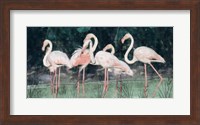 Peach Flamingo III Fine Art Print