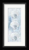 Sea Shells Framed Print