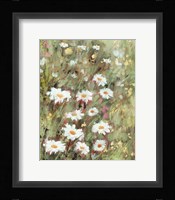 Daisy Field II Framed Print