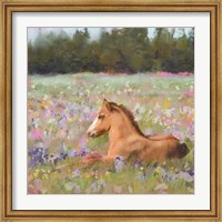 Spring Time Foal Fine Art Print
