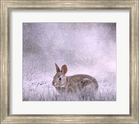 Snow Hopper Fine Art Print