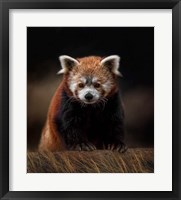 The Explorer Fine Art Print