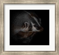 Sir Badger Fine Art Print