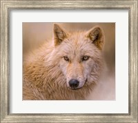 Clever Eyes Fine Art Print