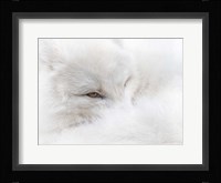 White on White Fine Art Print