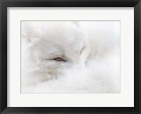 White on White Framed Print