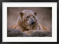 A Bear's Life Fine Art Print