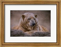 A Bear's Life Fine Art Print