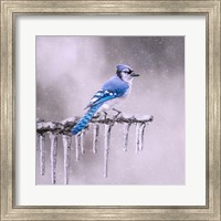 Cold Feet Fine Art Print