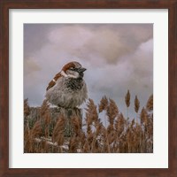 His Eye on the Sparrow Fine Art Print