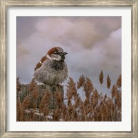 His Eye on the Sparrow Fine Art Print