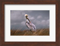 Pelican Way Fine Art Print