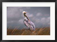 Pelican Way Fine Art Print