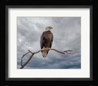 Above It All Fine Art Print